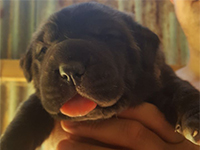 black cane corso puppy